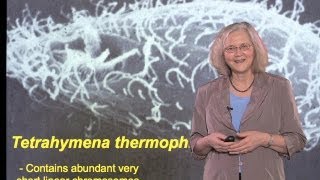 Elizabeth Blackburn UCSF Discovery of Telomeric DNA and Telomerase [upl. by Aiuhsoj]