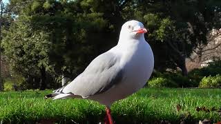 RedBilled Gulls Chroicocephalus novaehollandiae scopulinus at the Dunedin Botanic Gardens [upl. by Mellitz]