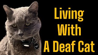 Living with a Deaf Cat Tips amp Tricks [upl. by Ynehpets691]