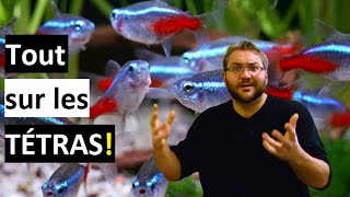 Les Tétras TOUT SAVOIR Un des meilleurs poissons des aquariums communautaires [upl. by Eramal771]