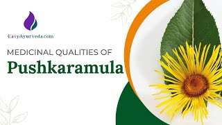 Medicinal qualities of Pushkaramoola Inula racemosa health benefits [upl. by Wj]