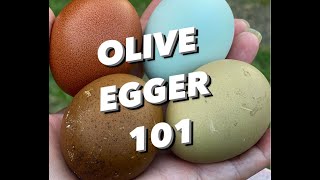 WHAT is an OLIVE EGGER  OLIVE EGGER 101 [upl. by Kenji811]