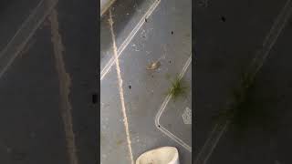 Grindal worms live feeding to my betta fries😍 Ohm betta aquarium pets livefeeds hmpk feeding [upl. by Cave]