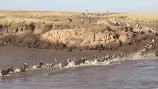 Wildebeest Migration crosses the Mara River [upl. by Fisa11]