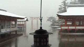 Snowy Miyajima with Hiroe Morikawa koto sound [upl. by Walden]