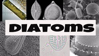 What are Diatoms [upl. by Esialb889]