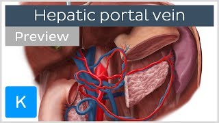 Hepatic Portal Vein preview  Human Anatomy  Kenhub [upl. by Neva]