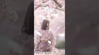 🌸Sakura’s Calmness 🍂Relaxing to Japanese Koto and Sanyoku Melodies Amidst Falling Cherry Blossoms [upl. by Ojibbob]