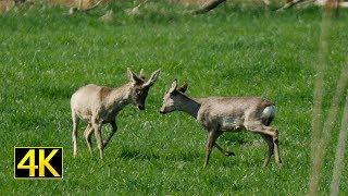 Rehböcke kämpfen spielerisch roebucks fight playfully 4K [upl. by Sibby]