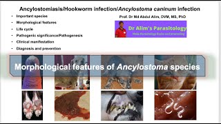 Ancylostoma caninumAncylostomiasisHookworm infection in dog and cats Morphology of hookworm [upl. by Aillicirp]