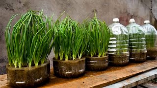 FULLTIME Useful Tips amp Tricks Propagating Growing Garlic on Balconies at Home for Beginners [upl. by Acirej]