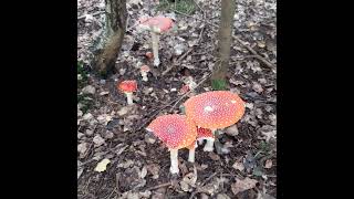 Toadstools music nature toadstool [upl. by Ammadis616]