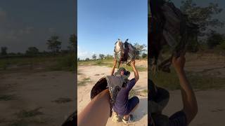 How amazing of Changeable Hawk Eagle can do amazing eagletraining [upl. by Currie]