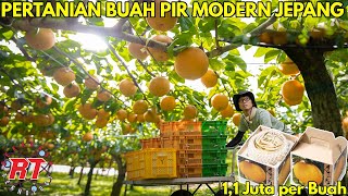 PERTANIAN BUAH PIR MODERN JEPANG YANG MEMILIKI HARGA YANG MAHAL  TAHAPAN PROSES PERTANIAN BUAH PEAR [upl. by Nyliak698]