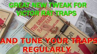 Rat Trapper New Tweaks To Give Your Victor Rat Traps Better Performance 30th October 2024 [upl. by Skurnik850]