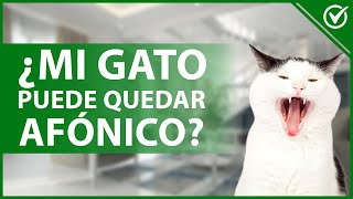 🐱​ ¿Mi gato podría llegar a PERDER LA VOZ o quedar afónico  Conoce la verdad 🔇🐱​​ [upl. by Harshman]