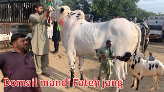 domail mandi 2024 latest update ll kot mor mandi ll part 3 ll jamil tv ll [upl. by Eatnahs89]