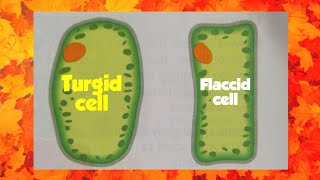 Turgid cells  Flaccid cells Turgidity  Flaccidity  class 7 science [upl. by Hterag690]