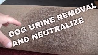 KIRBY AVALIR SHAMPOOER HOW TO NEUTRALIZE AND REMOVE DOG URINE FROM CARPET [upl. by Dianthe972]