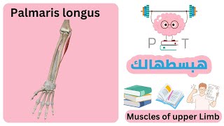 palmaris longus upperlimbهبسطهالك [upl. by Neirol365]