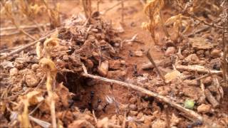 Myrmecochory  vegetarian ant assitants are seed harvesters and plant allies [upl. by Takakura]