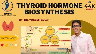 Thyroid Hormone Biosynthesis [upl. by Lirbij691]