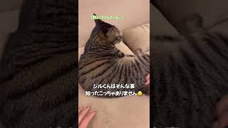 zoom会議中に映り込んで来た猫ちゃん達が可愛すぎる…www [upl. by Nevur693]