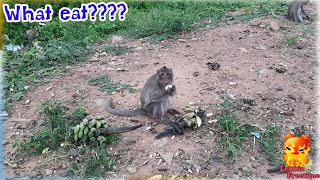 Follow and see what the monkey is eating [upl. by Concettina]