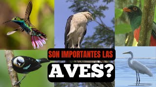 SON IMPORTANTE LAS AVES [upl. by Hassin385]