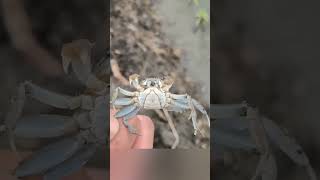 Baby crabs in China rice paddies factstelugu ytshorts [upl. by Richel109]