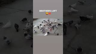 BROTHERS LOFT BAREILLY ❤️‍🔥 viralshorts pigeonlover trending shok ytshorts sher [upl. by Chui]