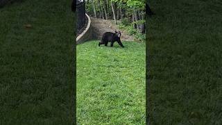 Bear Sighting in Gatlinburg Tennessee  Great Smoky Mountains [upl. by Vescuso]