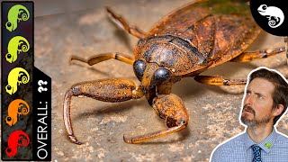 Giant “Toe Biter” Water Bug The Best Pet Insect [upl. by Woodie]