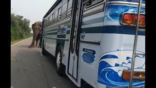 Yala Wild Elephant tring to Stop Vehicles Pass By [upl. by Annaiuq]