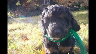 Temperament Testing for Huxley – Male Phantom Moyen Poodle Puppy  Funny Farm Poodles amp Doodles [upl. by Buerger]