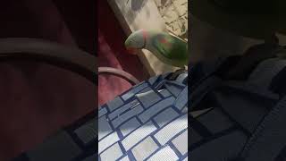 talkingparro pablo parrot cute trending [upl. by Ykvir]