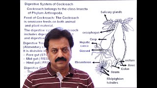 First Year  Chapter 12  Nutrition  Part 11  Digestive System of Cockroach [upl. by Llemej]