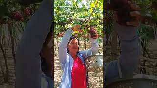 Grape Picking news duet oldies love music [upl. by Alexio]