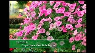 Proven Winners® Gardener Channel Proven Winners® Supertunia® Vista Bubblegum Petunia [upl. by Gaeta567]