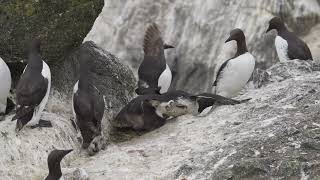 Fighting Common Murres and Chick [upl. by Areta]