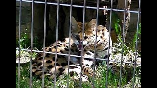 サーバルキャット「しゃーっ！！」（東山動植物園）Hissing Serval [upl. by Okikuy252]