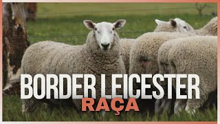 Border Leicester A Raça Ovina com Lã Macia e Crescimento Rápido [upl. by Anibur475]