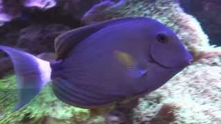 Acanthurus blochii [upl. by Ethelstan83]