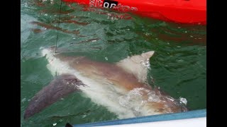 MIRA COMO FUE LA PRIMER PESCA DE TIBURÓN BACOTA ARRIBA DE UN KAYAK EN MAR DEL PLATA [upl. by Charmaine]