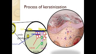 Dental lecture topic gingiva part 3 process of keratinization [upl. by Rennie]