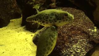 Tetraodon schoutedeni  Spotted Congo Puffer  breeding [upl. by Ball775]