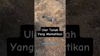 Ular Tanah yg Mematikan videoshort viral ular [upl. by Kassel]