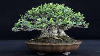 Shohin Bonsai Flower Slide [upl. by Siduhey255]