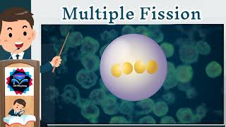 What is Binary Fission and Multiple Fission in Amoeba  How Do Organism Reproduce  Class 10 Science [upl. by Eiramadnil973]