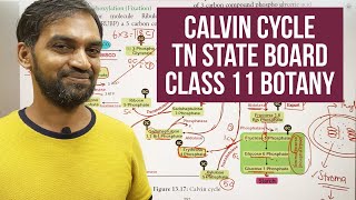 Calvin Cylce  Dark reaction  C3 Cycle  TN State board Class 11 [upl. by Inahpets]